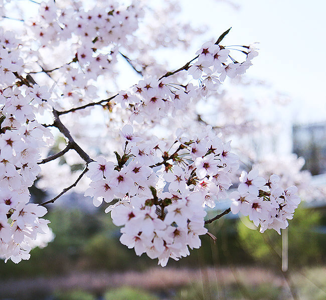 판교에 봄이 왔어요!